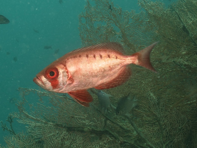 priacanthus hamrur